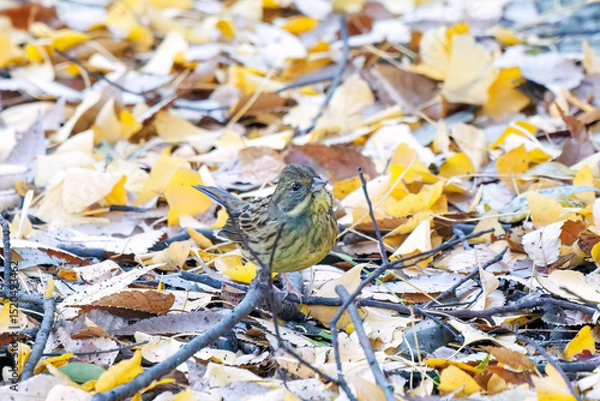 Obraz 餌を探す可愛いアオジ（ホオジロ科）
英名学名：Grey tailed Tattler (Emberiza spodocephala)
泉で水浴びをしている。
神奈川県横浜市三ツ池公園-2025
江戸時代に作られた３つの灌漑用池を中心に作られた、市民の憩いの公園。
日本の「さくらの名所100選」に選ばれる桜の名所である。
