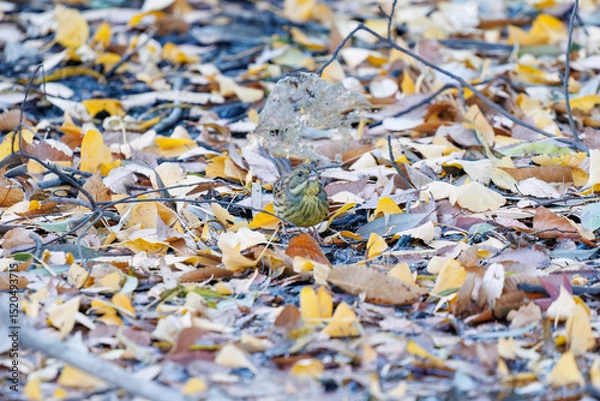 Obraz 餌を探す可愛いアオジ（ホオジロ科）
英名学名：Grey tailed Tattler (Emberiza spodocephala)
泉で水浴びをしている。
神奈川県横浜市三ツ池公園-2025
江戸時代に作られた３つの灌漑用池を中心に作られた、市民の憩いの公園。
日本の「さくらの名所100選」に選ばれる桜の名所である。
