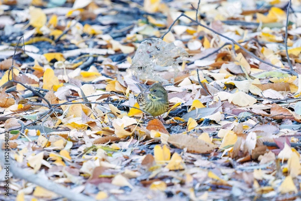 Obraz 餌を探す可愛いアオジ（ホオジロ科）
英名学名：Grey tailed Tattler (Emberiza spodocephala)
泉で水浴びをしている。
神奈川県横浜市三ツ池公園-2025
江戸時代に作られた３つの灌漑用池を中心に作られた、市民の憩いの公園。
日本の「さくらの名所100選」に選ばれる桜の名所である。
