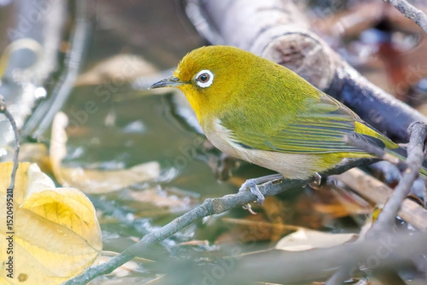 Obraz 可愛いメジロ（メジロ科）
英名学名：Japanese White Eye, Zosterops Japonica (family Mejiroidea).
泉で水浴びをしている。

神奈川県横浜市三ツ池公園-2025
江戸時代に作られた３つの灌漑用池を中心に作られた、市民の憩いの公園。
日本の「さくらの名所100選」に選ばれる桜の名所である。
