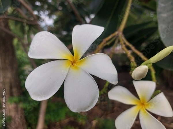 Obraz Champaka flower