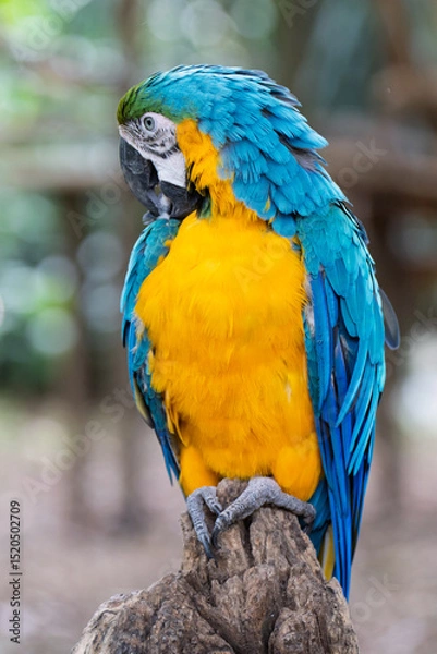 Fototapeta Blue-and-Yellow Macaw (Ara ararauna) Perched on Tree Trunk showcasing its stunning plumage in rich tones of cobalt blue and golden yellow, looking sideways with a curious expression
