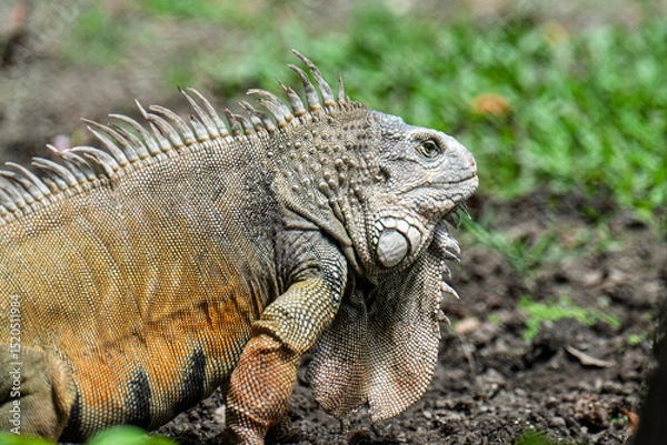 Fototapeta Close-up of a green iguana showcasing its detailed scaly skin, spines, and dewlap. The lizard’s sharp eye and textured body are captured against a blurred natural background