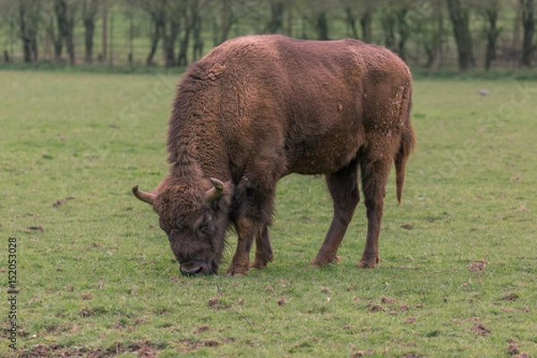 Fototapeta European Bison