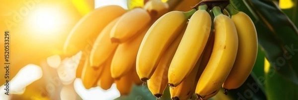 Obraz Sunlit Banana Bunch on a Tropical Tree