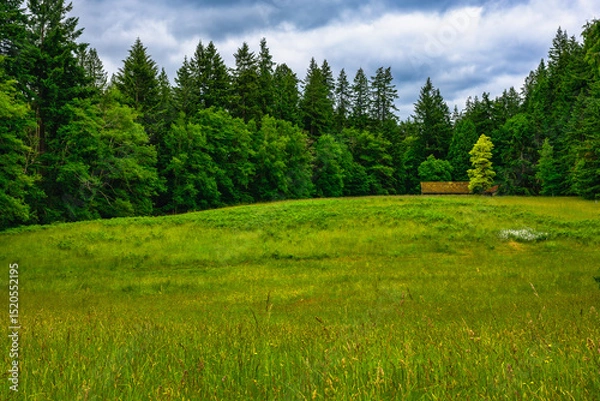 Fototapeta 2025-06-04 A TREE LINED LUSH GREEN MEADOW WITH TALL GRASS AND LARGE TREES LINIG THE EDGE IN THE PACIFIC NORTHWEST