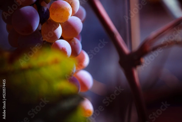 Obraz Growing grapes. Grapevine at sunset. Climate for growing wine grapes. Large juicy grone of grapes.
