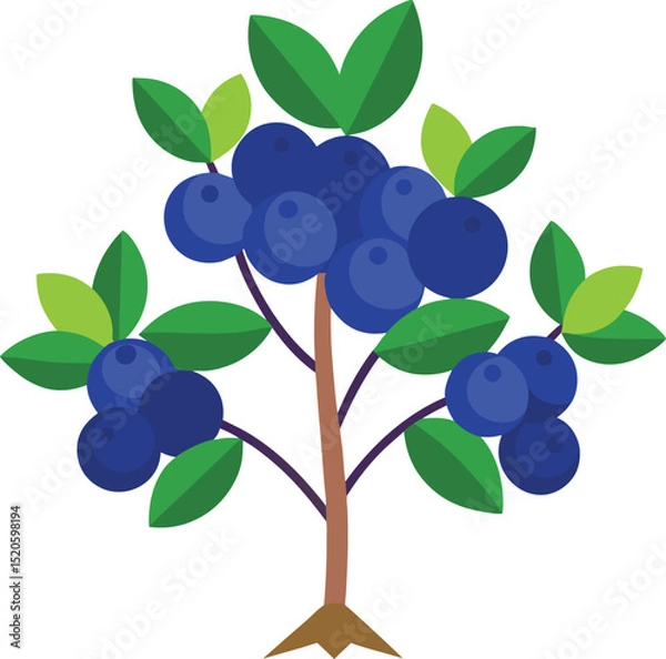 Obraz blueberry bush  vector on white background  