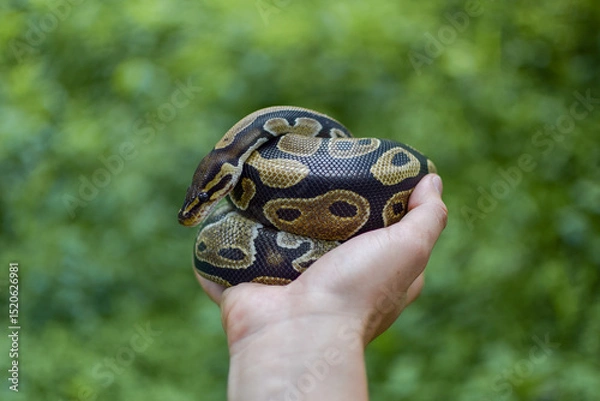 Fototapeta Caucasian man's hands holding a snake with one hand with a blurred nature background