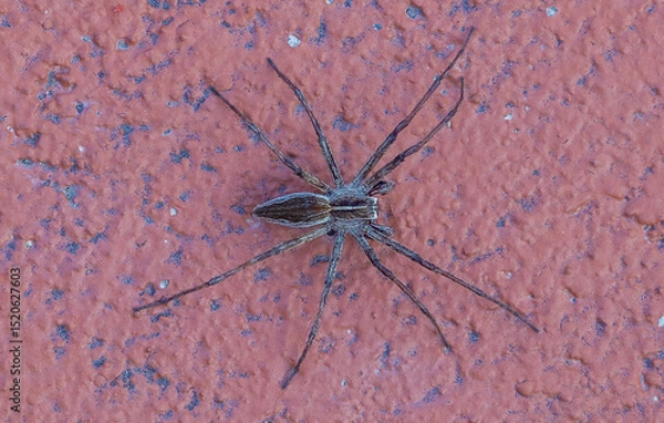 Obraz Close-up of a Lycosidae wolf spider