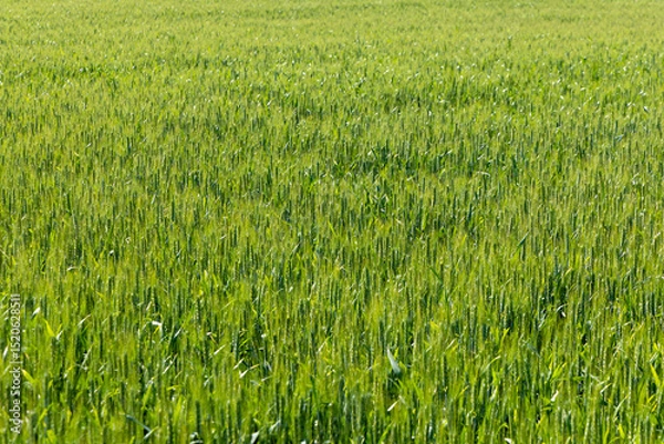 Obraz Close-up of a green wheat crop with ears
