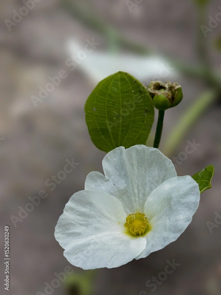Obraz  Burhead, Texas mud baby,Echinodorus cordifolius (L.) Griseb.