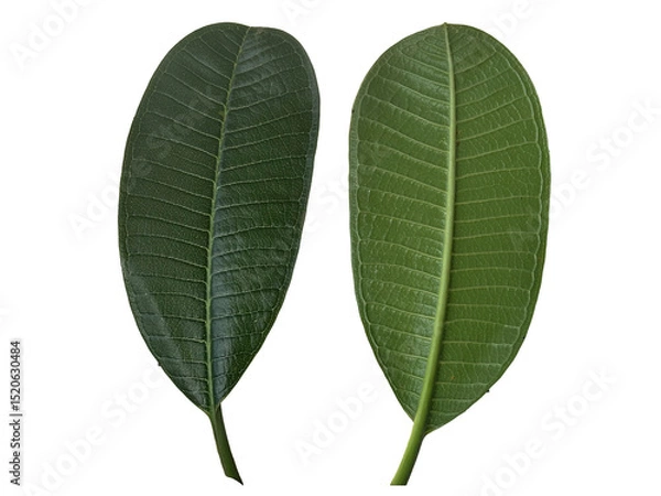 Obraz Close up green leaves of plumeria or frangipani tree isolated on transparent background.
