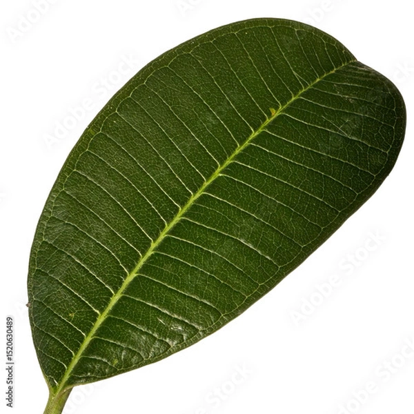 Obraz Close up green leaves of plumeria or frangipani tree isolated on transparent background.