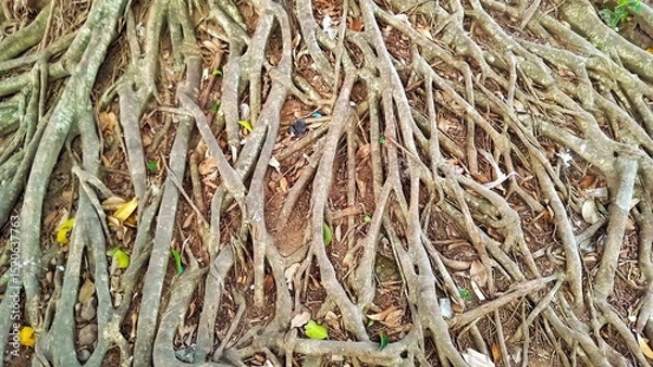 Fototapeta Various Dried Twigs and Branches