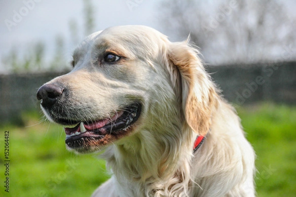 Obraz Golden Retriever