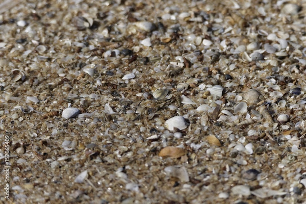 Fototapeta Tiny Shells