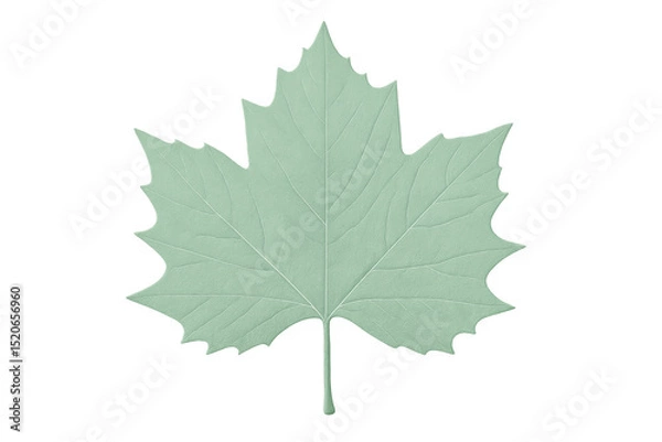 Obraz Sycamore maple leaf featuring light green textured veins, highlighting intricate natural venation against transparent backdrop