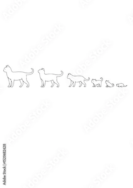 Fototapeta Cat Life Cycle Progression / Cat Growth Stages Line Art