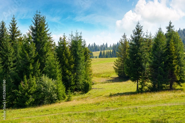 Obraz coniferous forest on the green hill in carpathian mountains. beautiful spruce trees on the grassy meadow in summer. alpine landscape of transcarpathia on a sunny day with fluffy clouds on the blue sky