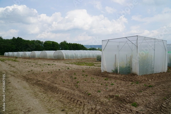 Fototapeta Completely enclosed greenhouses of a seed company that do not allow access to free-living insects in order to prevent cross-pollination. Crossbreeding of new rapeseed varieties in Einbeck, Germany.