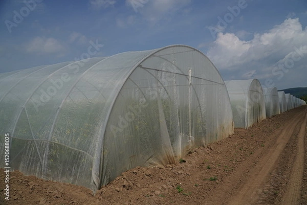Fototapeta Completely enclosed greenhouses of a seed company that do not allow access to free-living insects in order to prevent cross-pollination. Crossbreeding of new rapeseed varieties in Einbeck, Germany.