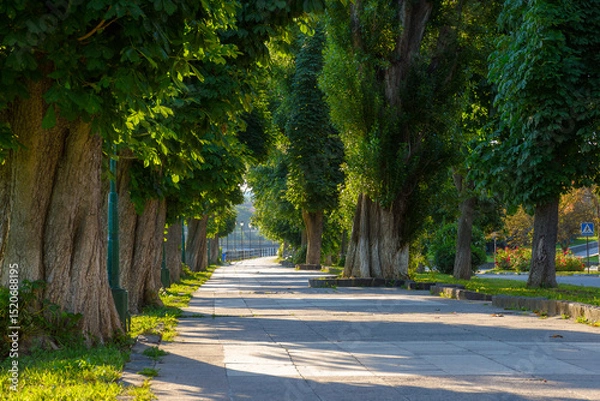 Fototapeta uzhhorod, ukraine - 04 jun 2017: chestnut trees in morning light in summer. curvy paved sidewalk. popular tourist attraction
