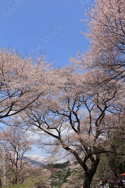 Fototapeta 桜並木