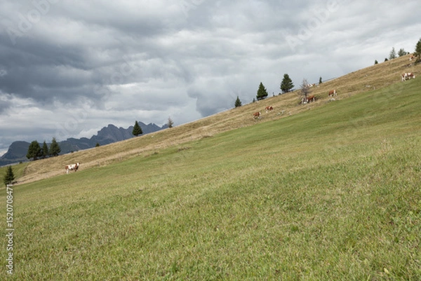 Obraz Some cows in a wide pasture in  Dolomites