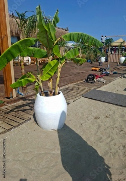 Obraz palm tree in the park