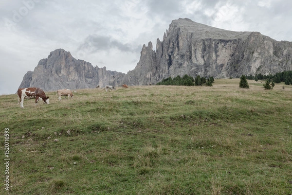 Obraz Some cows in a wide pasture in  Dolomites