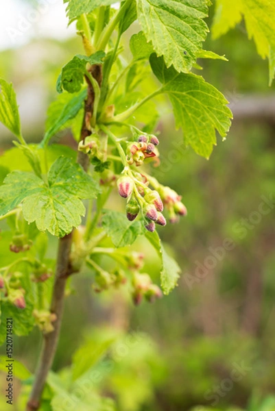 Obraz Black currant flowers on shrub branch against background of green currant leaves. Spring blooming garden.