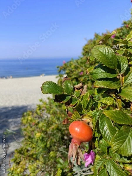 Obraz Baltic calm blue sea, white sand, seashore and wild rose bushes with berries and flowers. Leisure time, travelling, swimming in Russia, Kaliningrad
