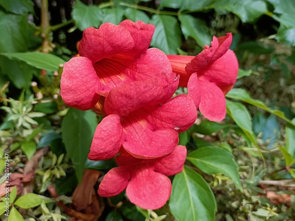 Obraz Russia, Kaliningrad walk around the zoo, different animals and flowers