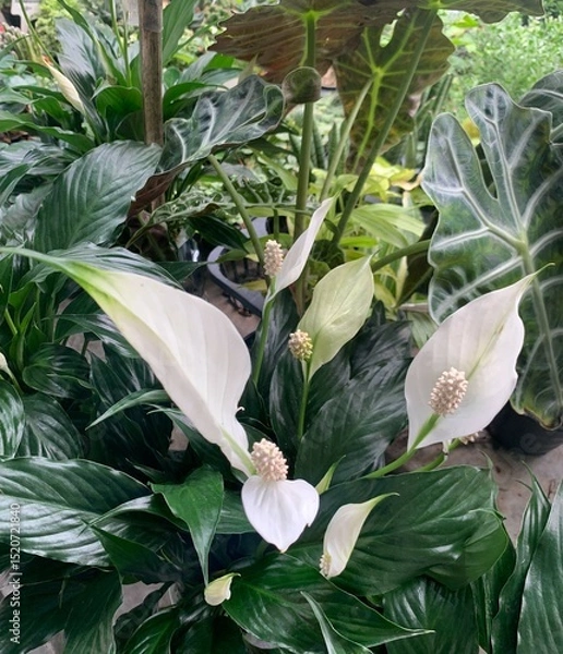 Fototapeta Peace Lily has white bracts. It resembles a heart shape wrapped in a tubular inflorescence with light yellow florets surrounding it. It is a tree that can purify the air very well
