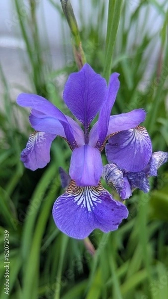 Obraz blue iris flower