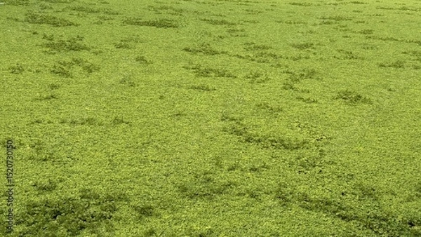 Fototapeta Extensive Green Mat of Invasive Water Lettuce Covering Pond, Potentially Threatening Aquatic Life Below