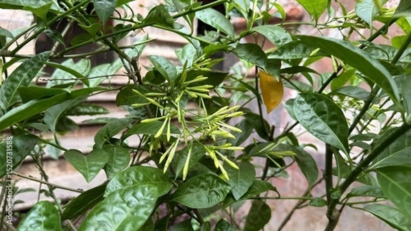 Fototapeta Night Blooming Jasmine Bush with Buds and Lush Green Leaves Closeup View