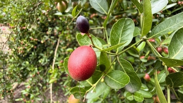 Obraz Vibrant Red and Purple Carissa Macrocarpa Fruit Among Lush Green Leaves on Tree