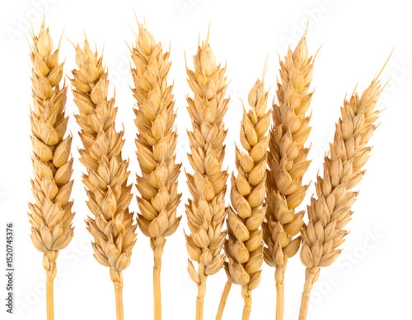 Obraz Golden wheat stalks, ripe and ready for harvest (1)