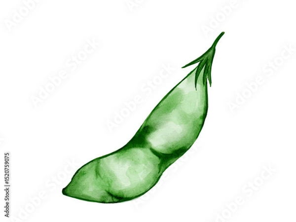 Obraz 水彩で描いた夏野菜の左を向いた小さめのさやえんどうの料理食材の水彩ベクターイラスト素材