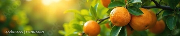 Obraz Lush orange tree laden with ripe, juicy oranges ready for harvest Sunlight filters through the leaves, highlighting the vibrant fruit A beautiful display of nature's bounty , boughs, plant