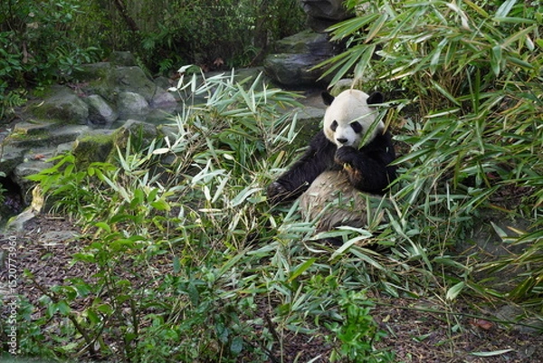 Fototapeta A giant panda eats bamboo in a forest-like environment at the Panda Zoo in Sichuan Province, China.