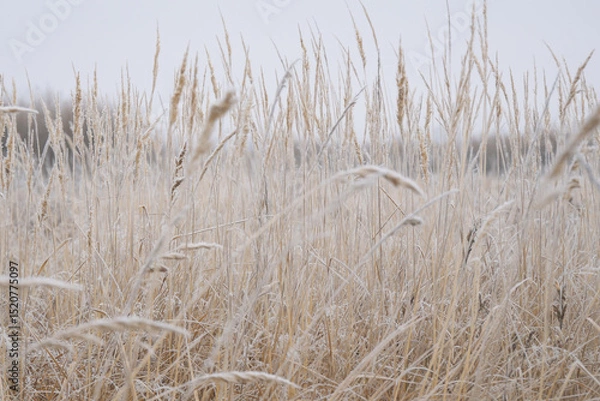 Obraz The winter background is dry frozen grass in the morning hoarfrost in cloudy weather