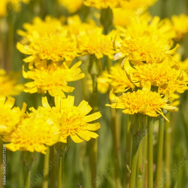 Obraz A clearing of bright yellow flowers in a green meadow