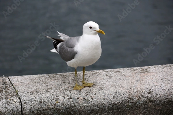 Obraz Dominican gull in the harbor of the Norwegian city of Stavanger   