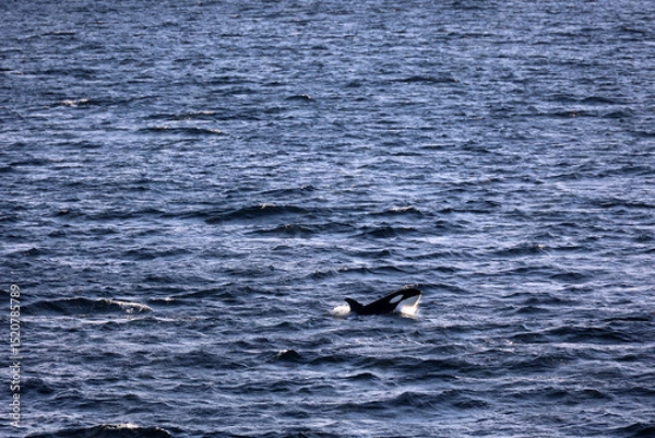 Obraz Orca whale or killer whale in the Lofoten region of Nordland, Norway 