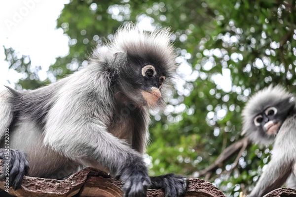 Obraz Close-up of a spectacled langur on a temple roof with another langur nearby