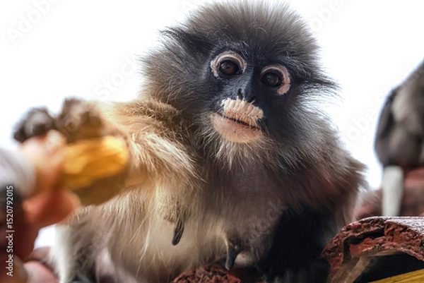Obraz Gentle bond - human sharing food with a dusky leaf monkey