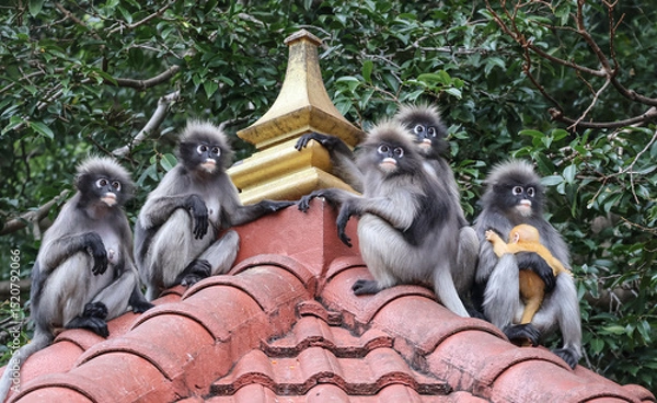 Obraz Spectacled langur family with golden baby focused on one point — expressive eyes create a dramatic scene